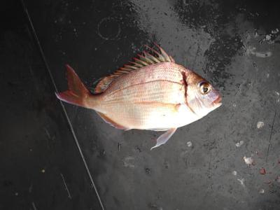 殿堂 釣り大好き！ | 最新釣果情報(詳細) ウェア