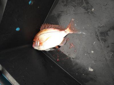 釣り大好き！ | 最新釣果情報(詳細)