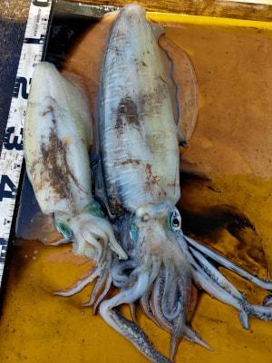釣果情報 詳細 釣り大好き