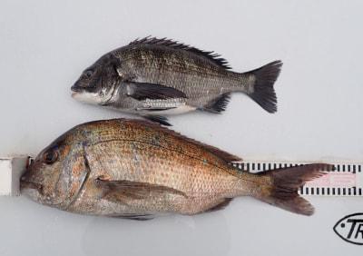 Nagi Fish 釣果情報(詳細) | 釣り大好き!