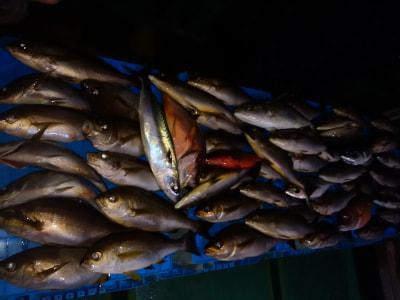 釣果情報 詳細 釣り大好き