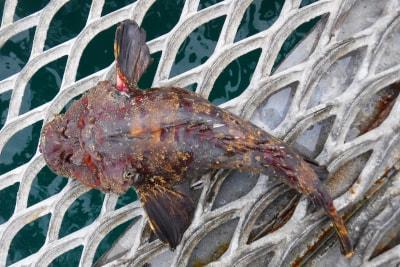 釣果情報 詳細 釣り大好き