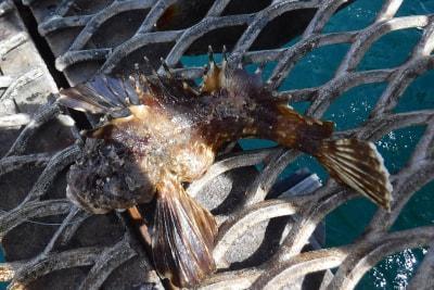 釣果情報 詳細 釣り大好き