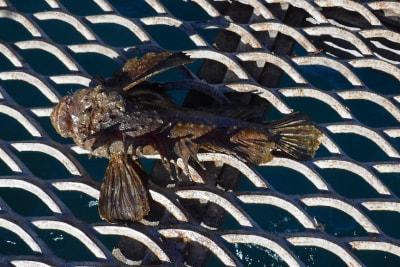 釣果情報 詳細 釣り大好き